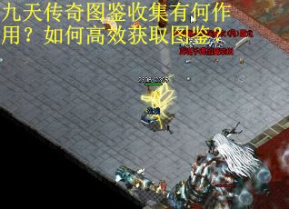 九天传奇图鉴收集有何作用？如何高效获取图鉴？